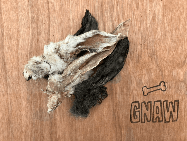Rabbit Ears (Single) 